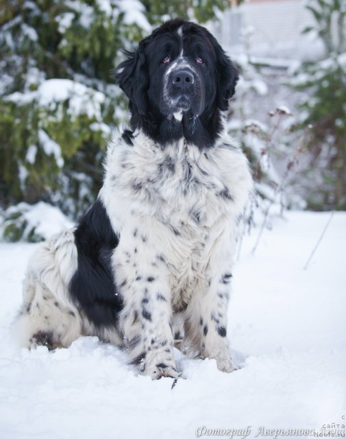 Фото: ньюфаундленд Маг Исполин Карте Бланч фор Питерньюф (Mag Ispolin Carte Blanche for Piternyuf)