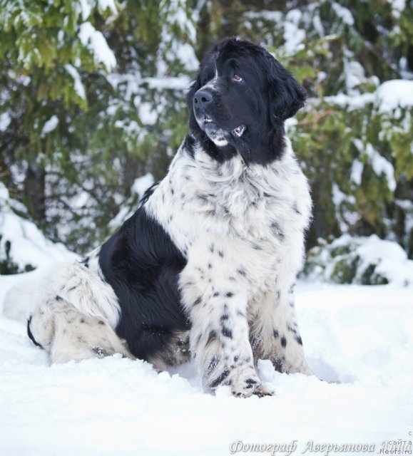Фото: ньюфаундленд Маг Исполин Карте Бланч фор Питерньюф (Mag Ispolin Carte Blanche for Piternyuf)