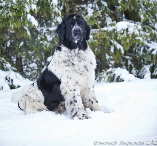 Фото: ньюфаундленд Маг Исполин Карте Бланч фор Питерньюф (Mag Ispolin Carte Blanche for Piternyuf)