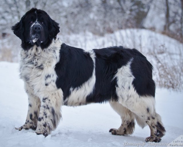 Фото: ньюфаундленд Маг Исполин Карте Бланч фор Питерньюф (Mag Ispolin Carte Blanche for Piternyuf)