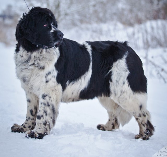 Фото: ньюфаундленд Маг Исполин Карте Бланч фор Питерньюф (Mag Ispolin Carte Blanche for Piternyuf)