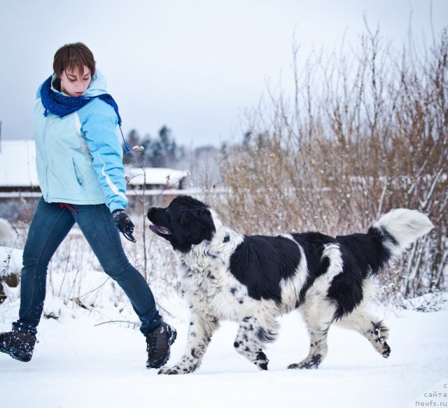 Фото: ньюфаундленд Маг Исполин Карте Бланч фор Питерньюф (Mag Ispolin Carte Blanche for Piternyuf)