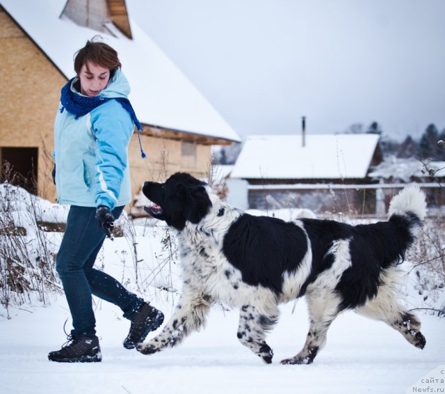 Фото: ньюфаундленд Маг Исполин Карте Бланч фор Питерньюф (Mag Ispolin Carte Blanche for Piternyuf)