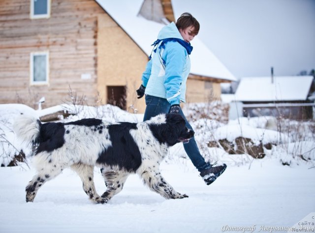 Фото: ньюфаундленд Маг Исполин Карте Бланч фор Питерньюф (Mag Ispolin Carte Blanche for Piternyuf)