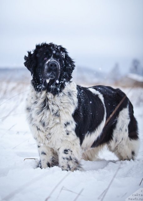 Фото: ньюфаундленд Маг Исполин Карте Бланч фор Питерньюф (Mag Ispolin Carte Blanche for Piternyuf)