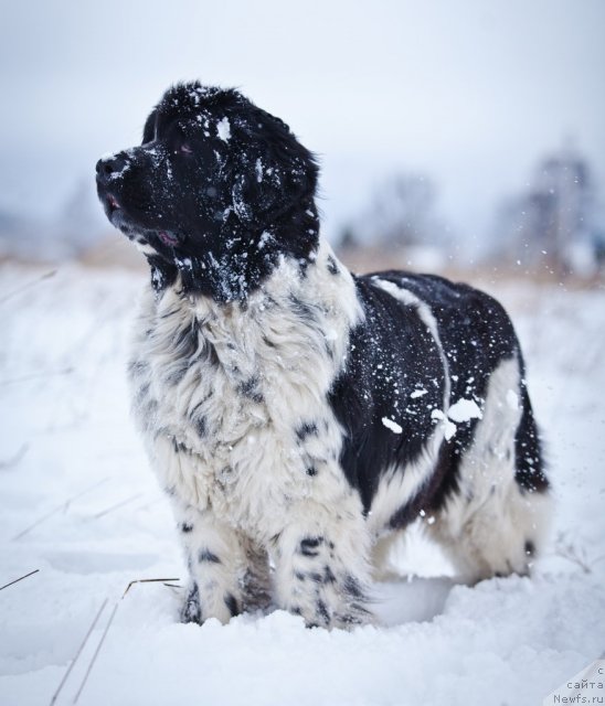 Фото: ньюфаундленд Маг Исполин Карте Бланч фор Питерньюф (Mag Ispolin Carte Blanche for Piternyuf)