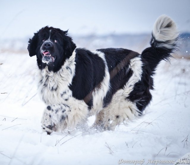 Фото: ньюфаундленд Маг Исполин Карте Бланч фор Питерньюф (Mag Ispolin Carte Blanche for Piternyuf)
