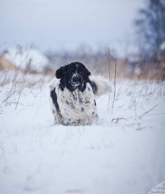 Фото: ньюфаундленд Маг Исполин Карте Бланч фор Питерньюф (Mag Ispolin Carte Blanche for Piternyuf)
