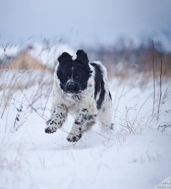 Фото: ньюфаундленд Маг Исполин Карте Бланч фор Питерньюф (Mag Ispolin Carte Blanche for Piternyuf)
