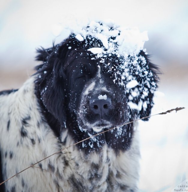 Фото: ньюфаундленд Маг Исполин Карте Бланч фор Питерньюф (Mag Ispolin Carte Blanche for Piternyuf)
