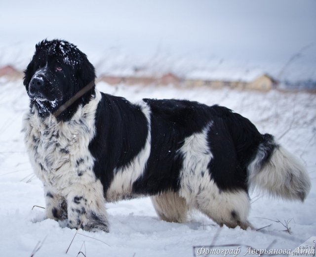 Фото: ньюфаундленд Маг Исполин Карте Бланч фор Питерньюф (Mag Ispolin Carte Blanche for Piternyuf)