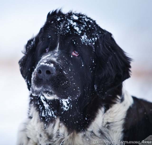 Фото: ньюфаундленд Маг Исполин Карте Бланч фор Питерньюф (Mag Ispolin Carte Blanche for Piternyuf)