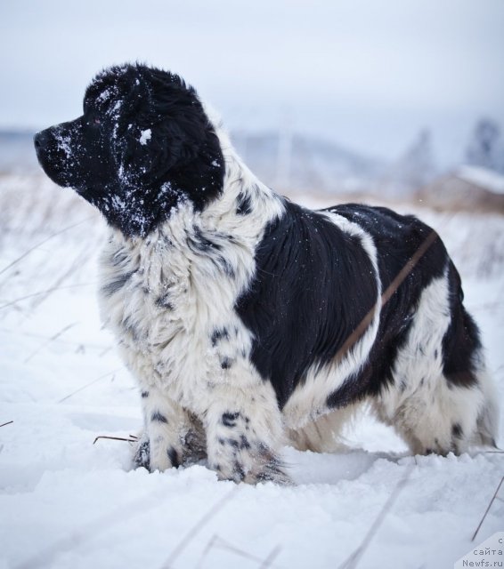Фото: ньюфаундленд Маг Исполин Карте Бланч фор Питерньюф (Mag Ispolin Carte Blanche for Piternyuf)