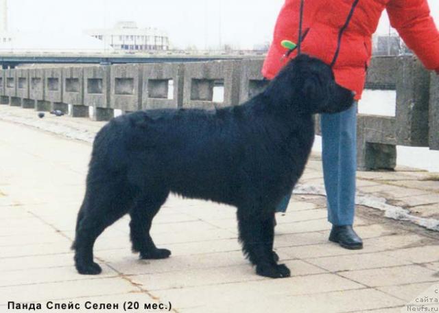 Фото: ньюфаундленд Панда Спейс Селен