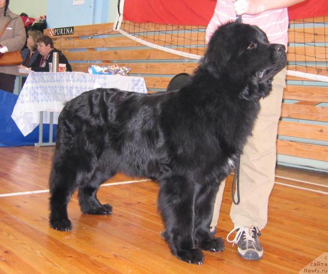 Фото: ньюфаундленд Коломба Нэра из Племени Кедра