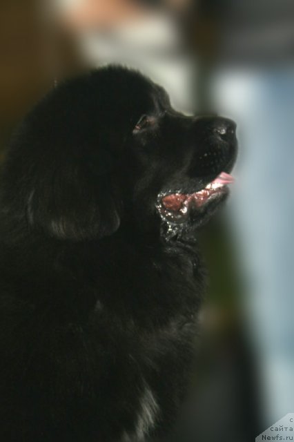 Фото: ньюфаундленд Сказочная Кроха Никита