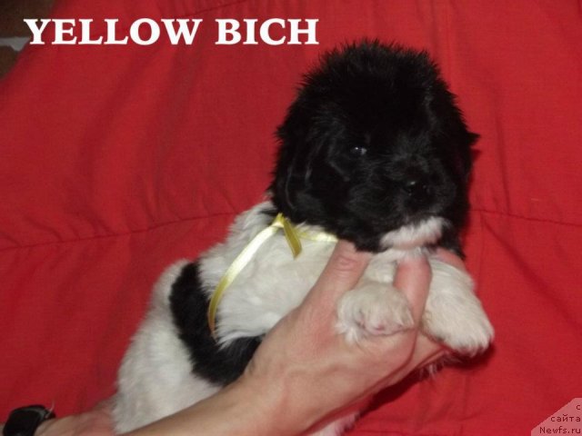 Фото: Cristalmarnewfy Christmas Dream