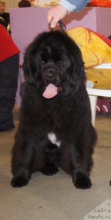 Фото: ньюфаундленд Плюшевая Панда Удивительная Кейт (Plushevaya Panda Udivitelnaja Kejt)