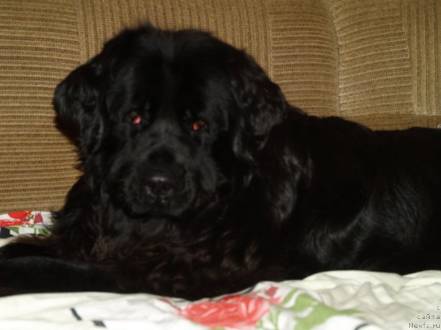 Фотография № 85975