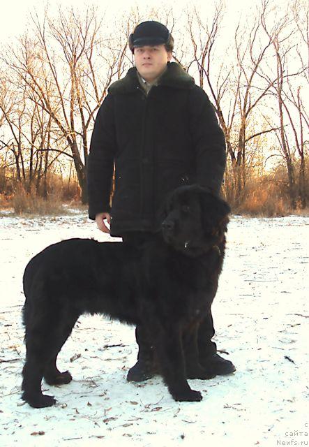 Фото: Олег Бочаров, ньюфаундленд Маг Исполин Копперфильд