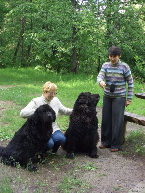Фото: ньюфаундленд Лесная Сказка Лунная Соната, ньюфаундленд Акин Соул София, Галия Гизатуллина