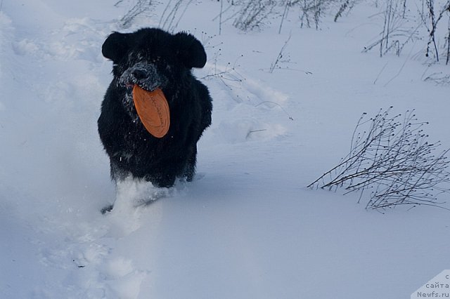 Фото: Гастон де Фуа