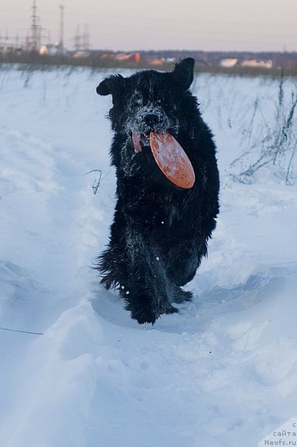 Фото: Гастон де Фуа
