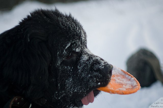 Фото: Гастон де Фуа