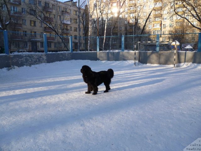 Фото: ньюфаундленд Рестайлинг Фром Шипмэн