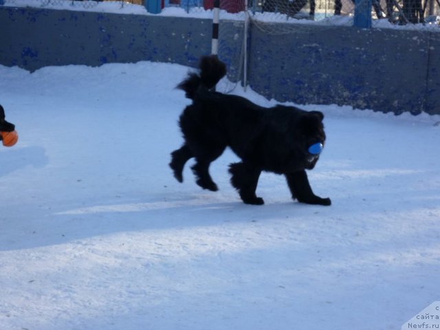 Фото: ньюфаундленд Рестайлинг Фром Шипмэн