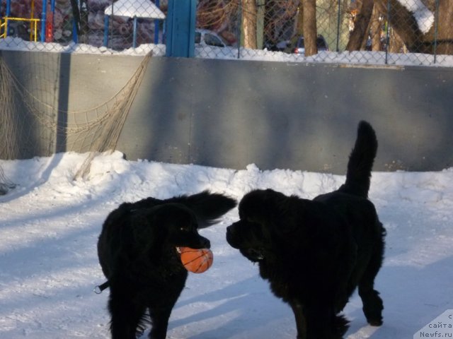 Фото: ньюфаундленд Бонни Флайт, ньюфаундленд Рестайлинг Фром Шипмэн