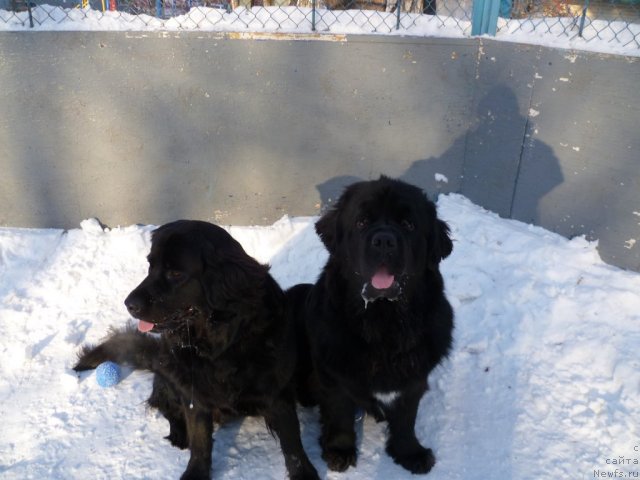 Фото: ньюфаундленд Бонни Флайт, ньюфаундленд Рестайлинг Фром Шипмэн