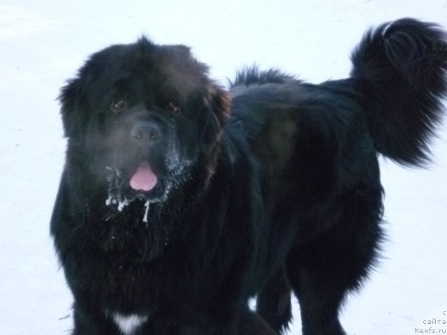 Фото: ньюфаундленд Рестайлинг Фром Шипмэн