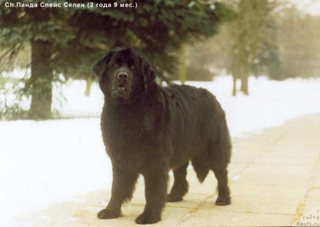 Фото: ньюфаундленд Панда Спейс Селен