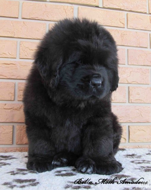 Фото: ньюфаундленд Бэлла Мосс Амадеус