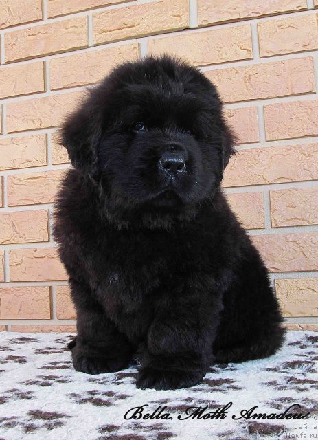 Фото: ньюфаундленд Бэлла Мосс Амадеус