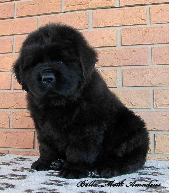 Фото: ньюфаундленд Бэлла Мосс Амадеус