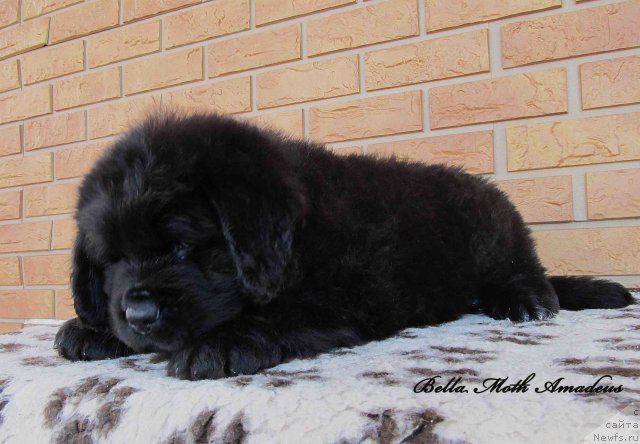 Фото: ньюфаундленд Бэлла Мосс Амадеус