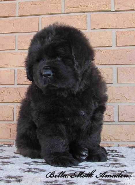 Фото: ньюфаундленд Бэлла Мосс Амадеус