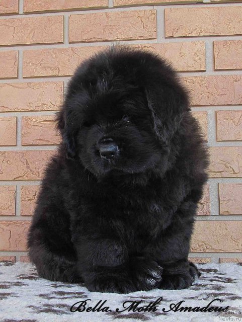 Фото: ньюфаундленд Бэлла Мосс Амадеус