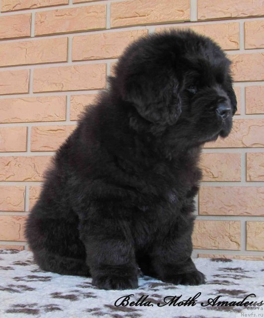 Фотография № 86007