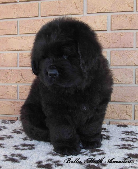 Фотография № 86008