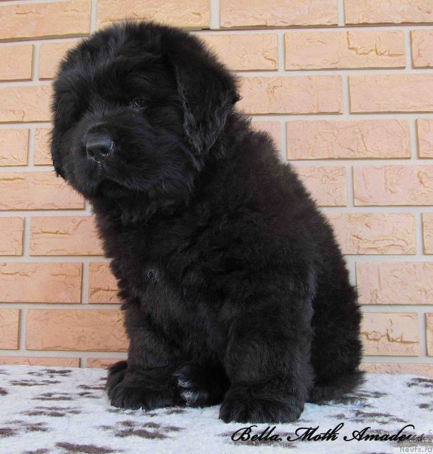 Фото: ньюфаундленд Бэлла Мосс Амадеус