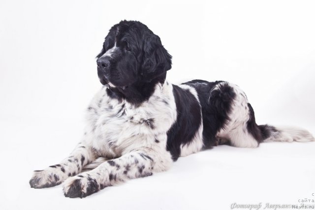 Фотография № 86012