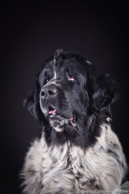 Фотография № 86014