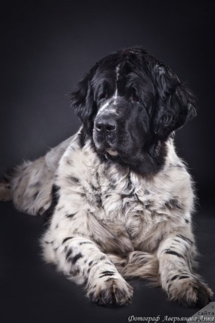 Фотография № 86015