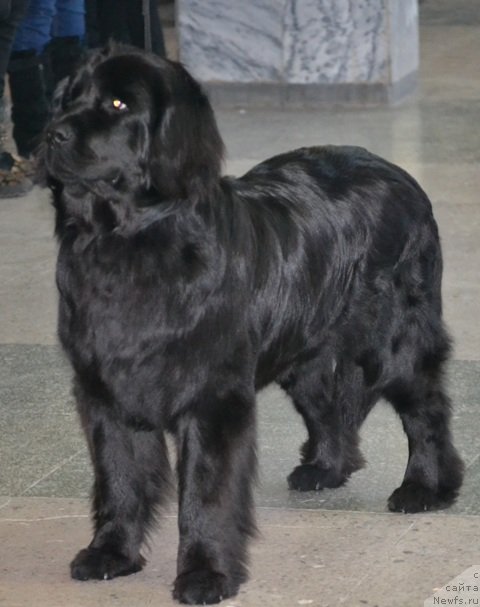 Фото: ньюфаундленд Нефертити Красавица Грядет