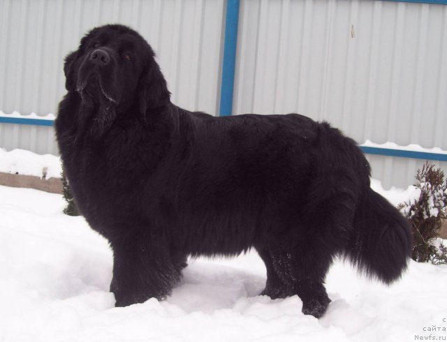 Фото: ньюфаундленд Чудная Красавица