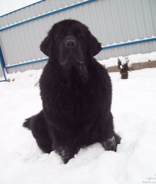 Фото: ньюфаундленд Чудная Красавица