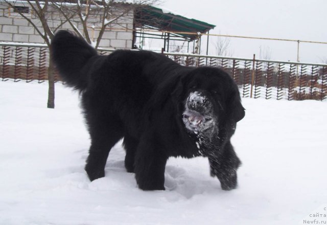 Фото: ньюфаундленд Чудная Красавица
